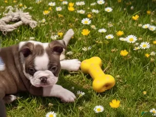 Boston Terrier dogs Cocoa - Ad 34