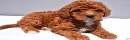 Cavapoo dogs for sale: Banks - Ad 2