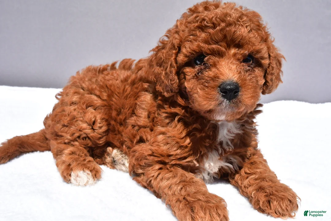 Cavapoo dogs for sale: Banks - Ad 2