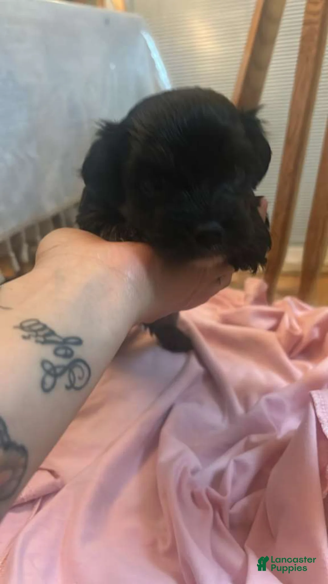 Shihpoo dogs for sale: Shihpoo Puppy 2 - Ad 4