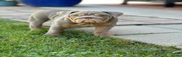 English Bulldog dogs for sale: English Bulldog 6 - Ad 5