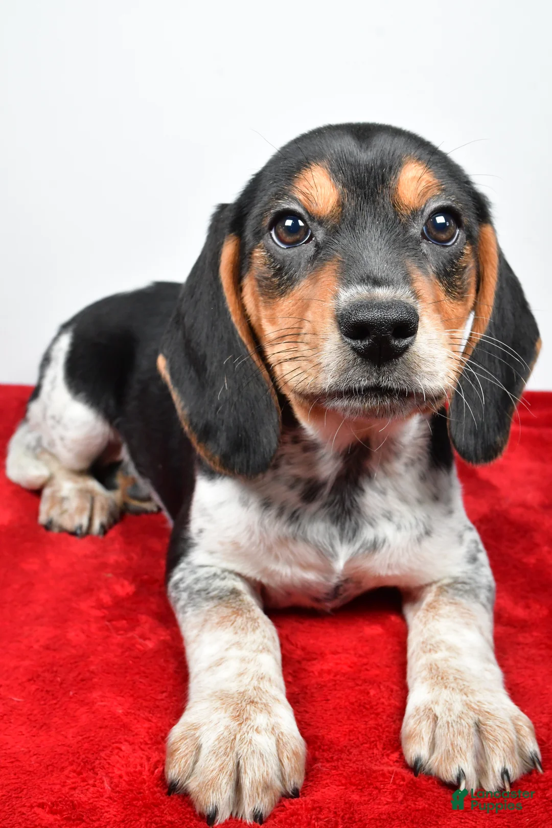 Beagle dogs for sale: Rachel - Ad 6