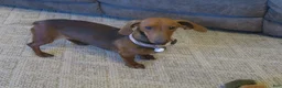 Dachshund dogs for sale: Taza - Ad 3