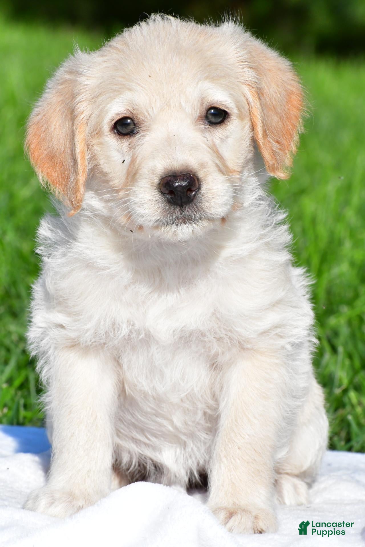 Labradoodle dogs Sally - Ad 35