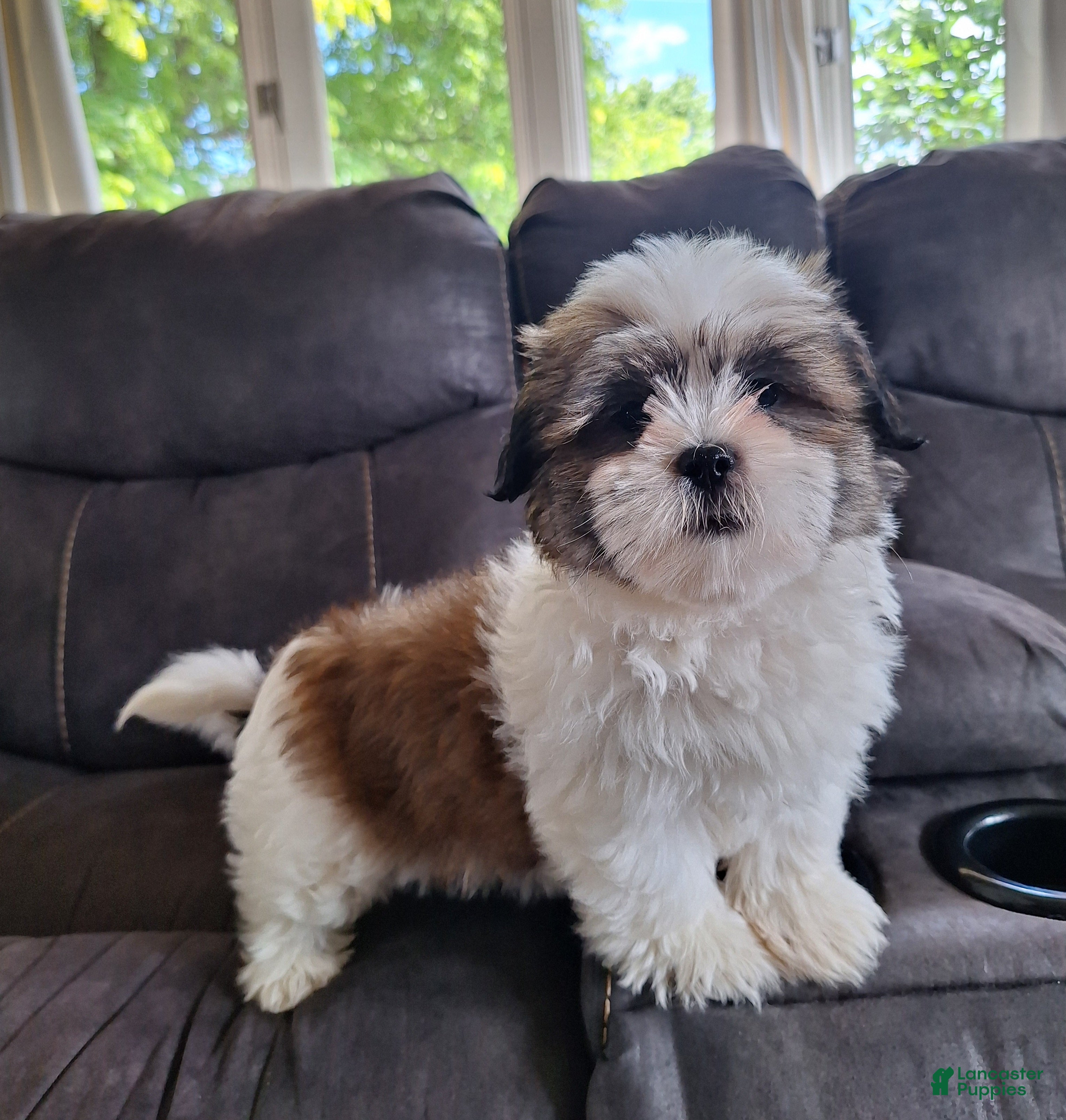 Shih Tzu dogs Lola - Ad 1
