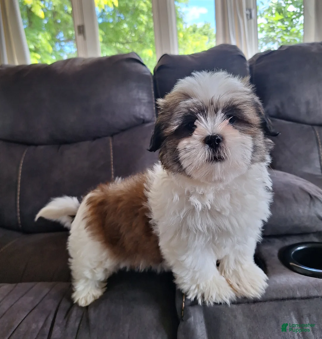 Shih Tzu dogs for sale: Lola - Ad 1