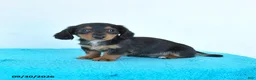 Miniature Dachshund dogs for sale: Cedar - Ad 3