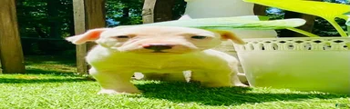 American Pit Bull Terrier 1