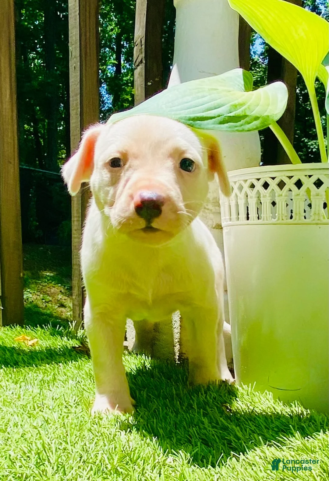 American Pit Bull Terrier dogs for sale: American Pit Bull Terrier 1 - Ad 1