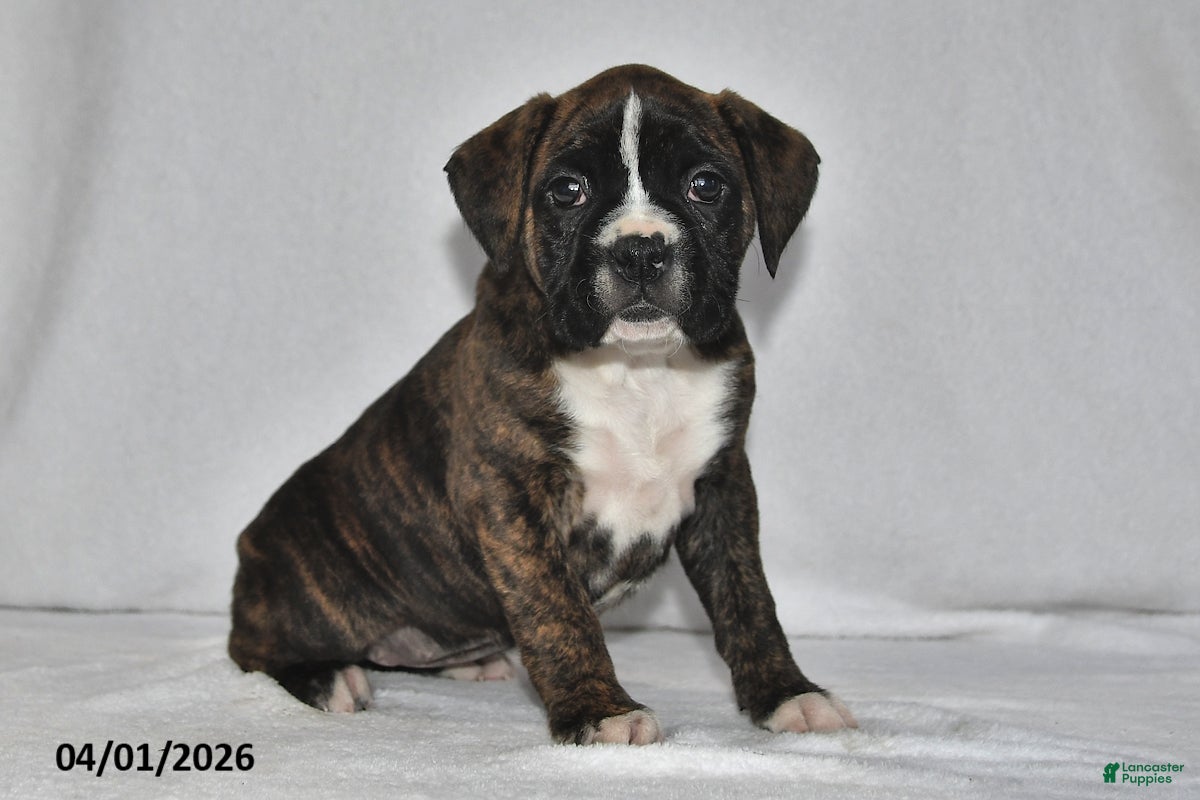 Boxer dogs Sofie - Ad 1