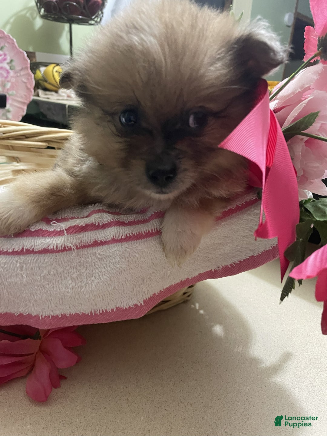 Pomeranian dogs for sale: Pomeranian Puppy 1 Amy - Ad 2