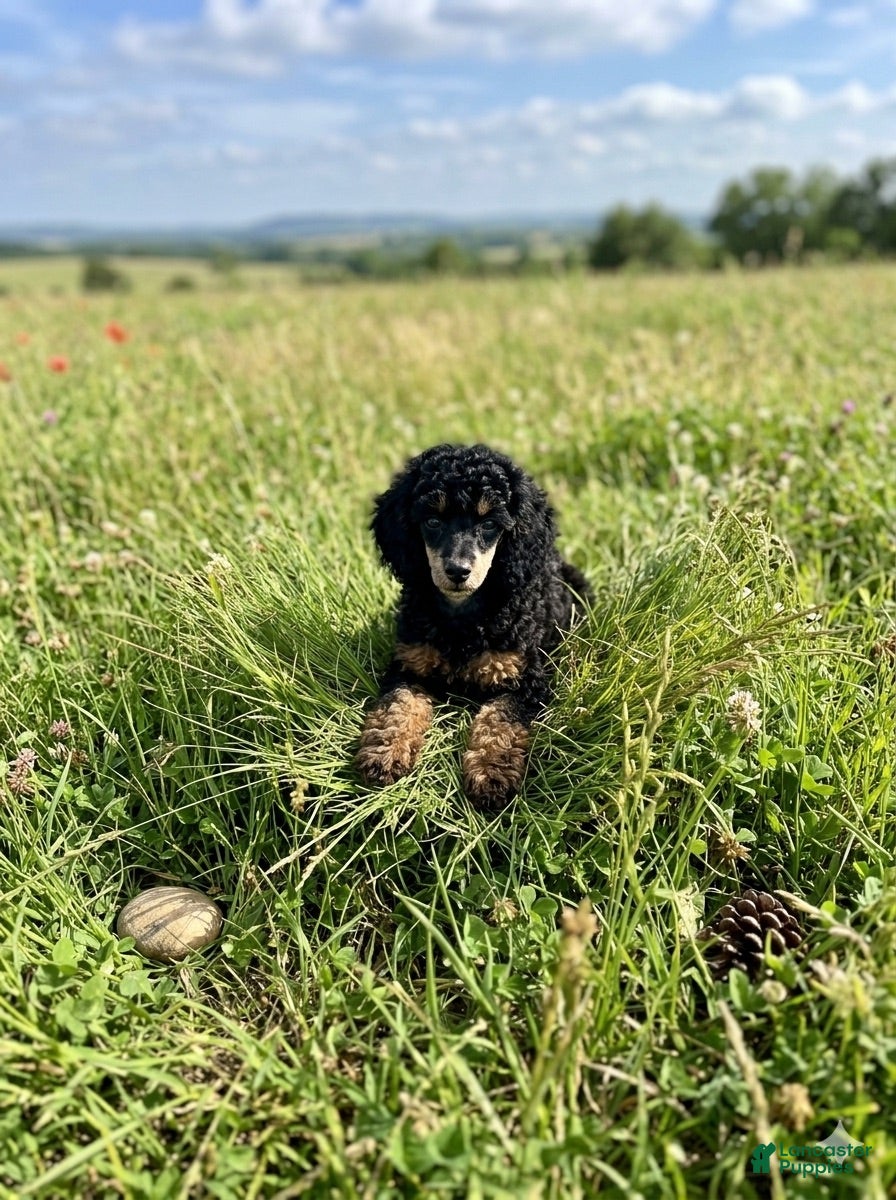 Miniature Poodle dogs Miniature Poodle 1 - Ad 2