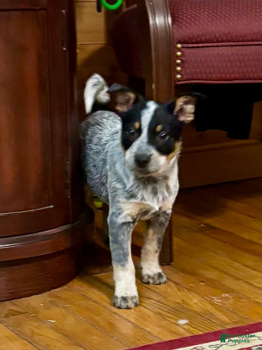 Australian Cattle Dog dogs Moe - Ad 21