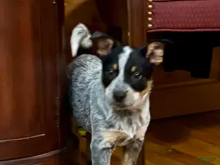 Australian Cattle Dog dogs Moe - Ad 3