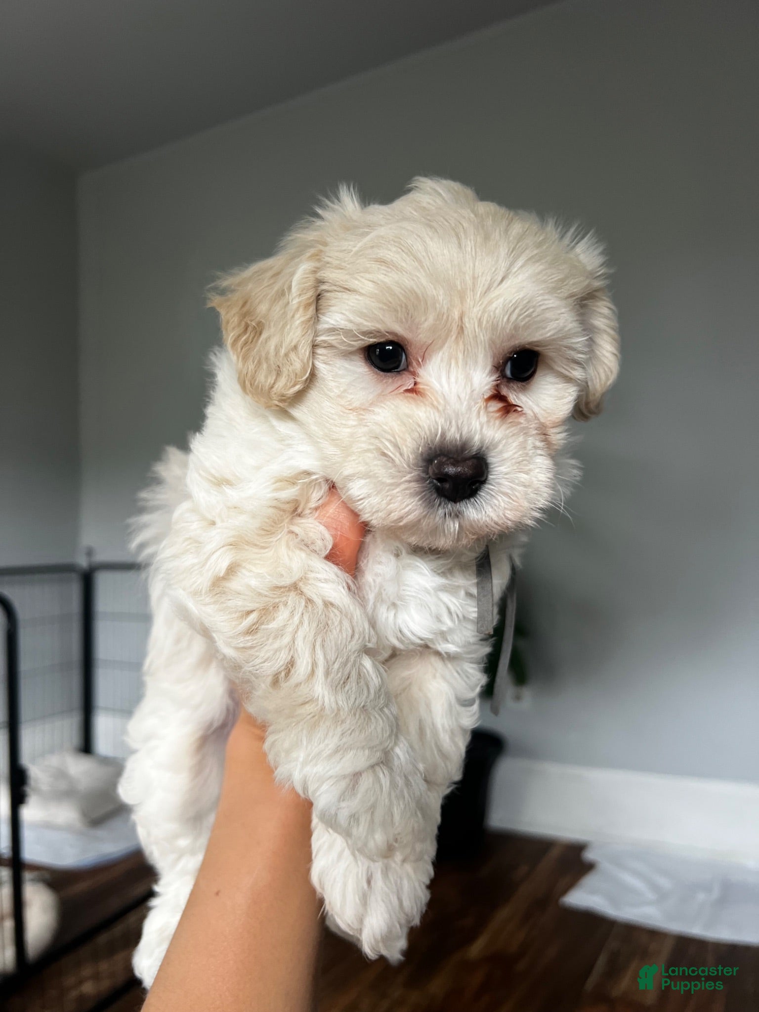 Maltipoo dogs Maltipoo 1 - Ad 1