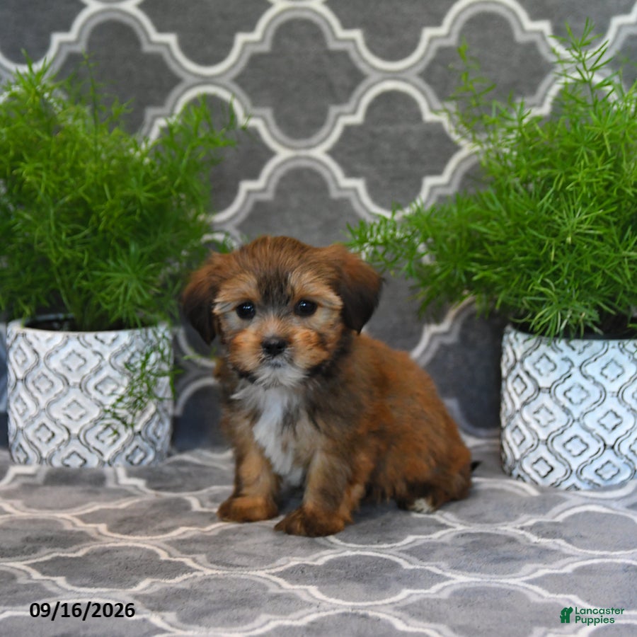 Shorkie dogs Olive  - Ad 2