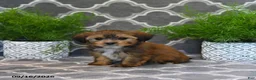 Shorkie dogs for sale: Olive  - Ad 2