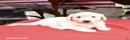 Golden Retriever dogs for sale: Cornelius - Ad 2