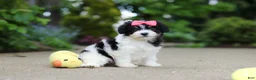 Cavachon dogs for sale: Angela - Ad 8