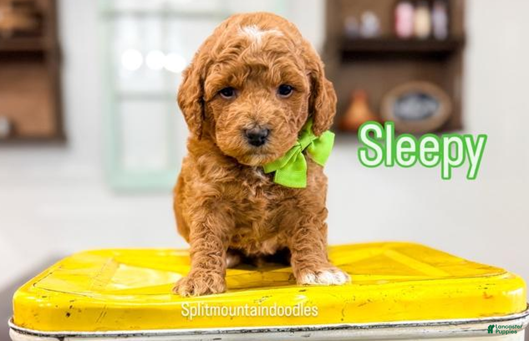Bernedoodle dogs for sale: Sleepy - Ad 1