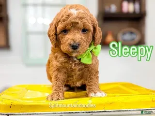 Bernedoodle dogs Sleepy - Ad 12