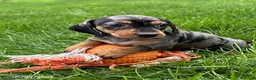 Miniature Dachshund dogs for sale: Harper - Ad 1
