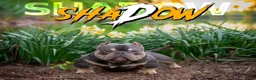 American Bully dogs for sale: Haze - Ad 7