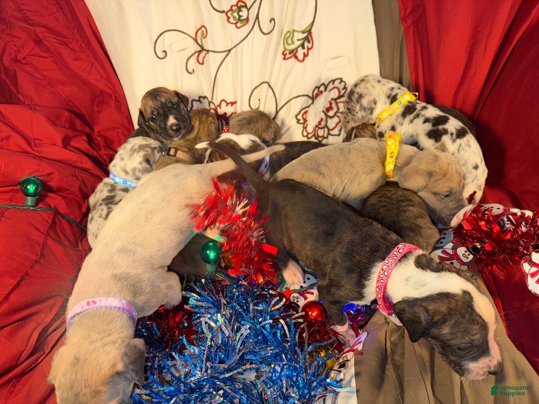 Great Dane dogs for sale: Mark - Ad 17