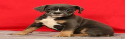 Beabull dogs for sale: Chad - Ad 9