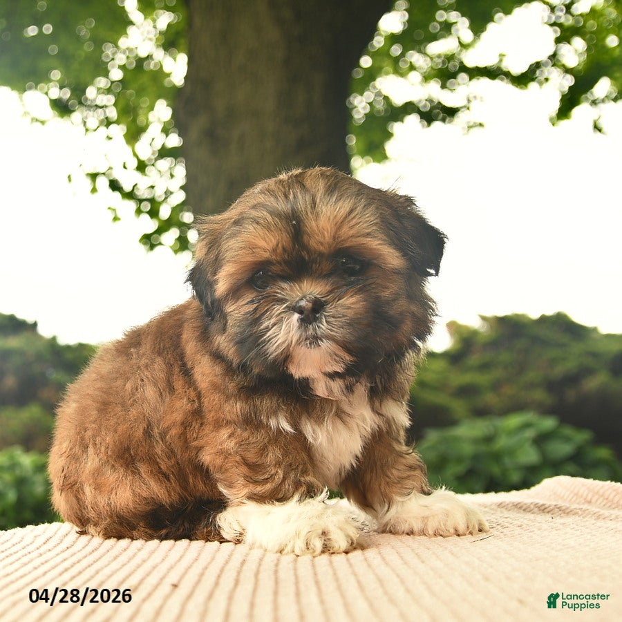 Shih Tzu dogs Liberty - Ad 2