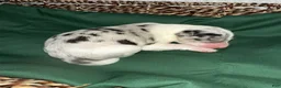 Border Collie dogs for sale: Willow  - Ad 5