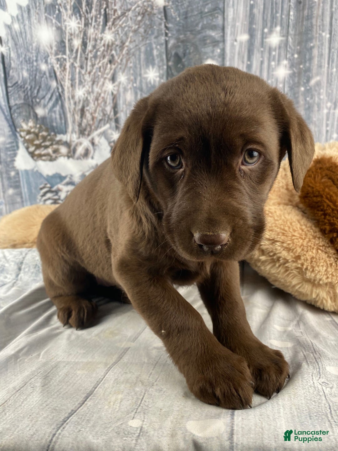 Labrador Retriever dogs for sale: Alice - Ad 5
