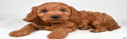 Cavapoo dogs for sale: Echo - Ad 1