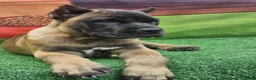 Cane Corso dogs for sale: KING - Ad 12