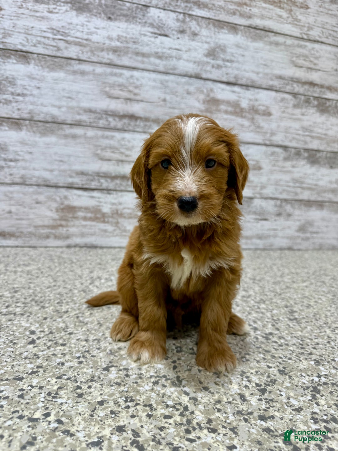 Mini Goldendoodle dogs for sale: Liam - Ad 9