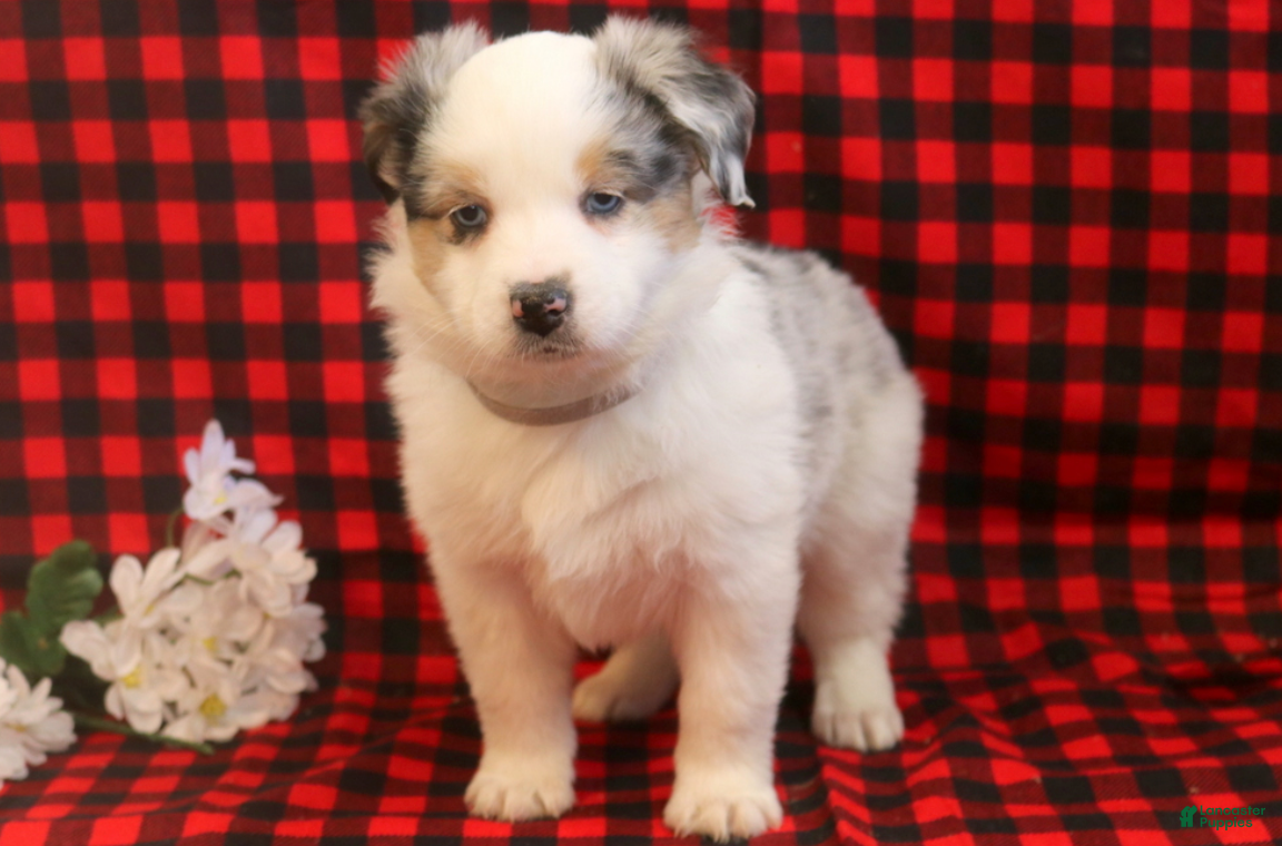 Miniature Australian Shepherd dogs Lala - Ad 2