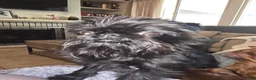 Brussels Griffon dogs for sale: Brussels Griffon Puppy 1 - Ad 9