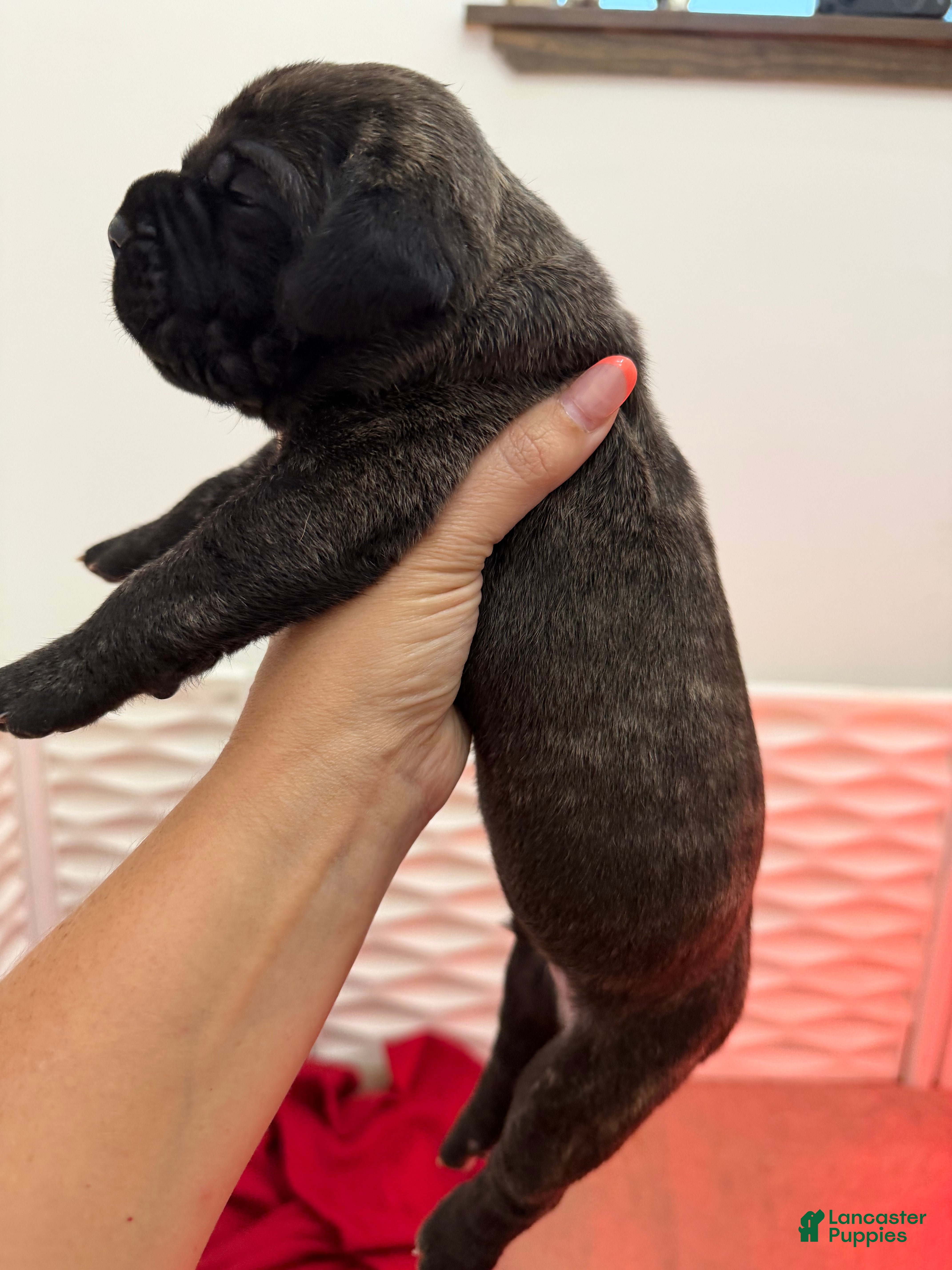 Cane Corso dogs Black Brindle - Lucky - Ad 2