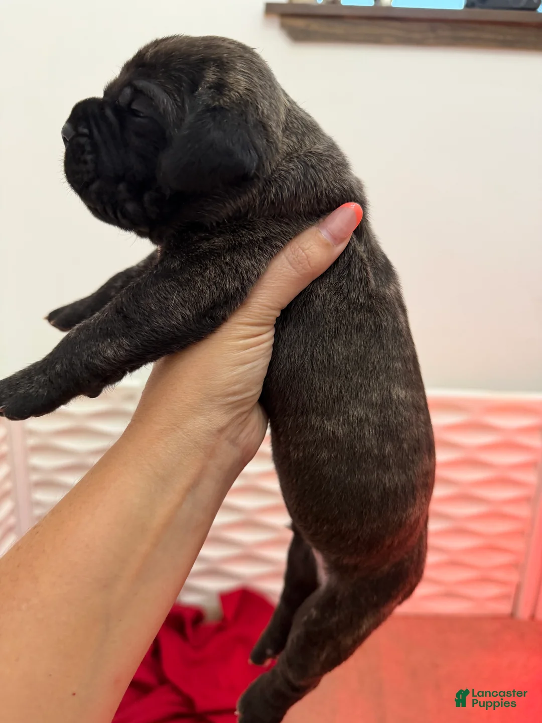 Cane Corso dogs for sale: Black Brindle - Lucky - Ad 2