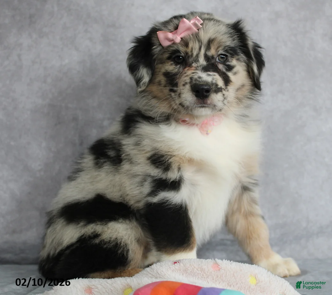 Australian Shepherd dogs for sale: Daisy - Ad 7