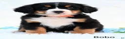 Bernese Mountain Dog dogs for sale: Bobo - Ad 4