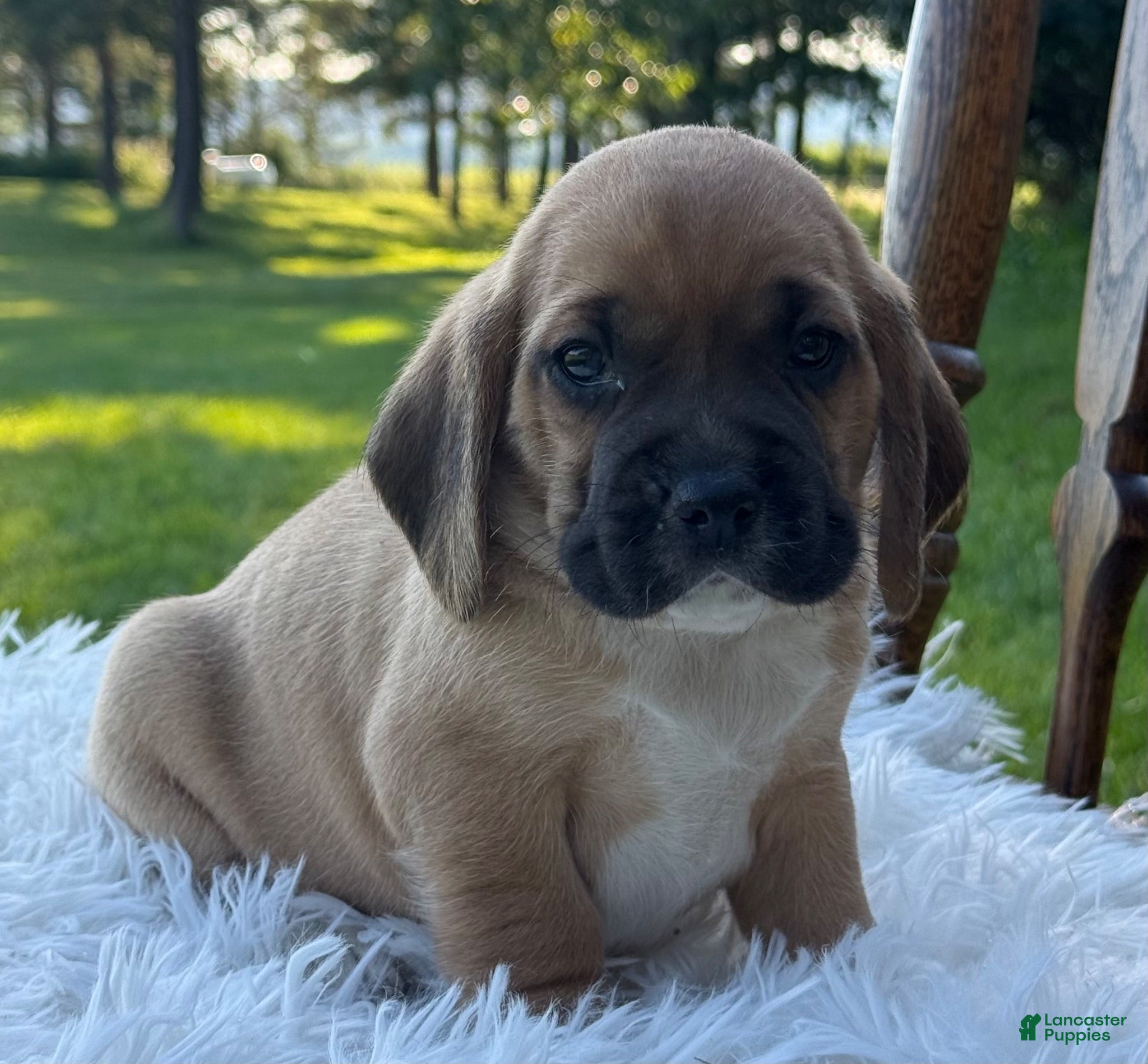 Puggle dogs Pudge - Ad 2