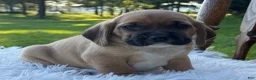 Puggle dogs for sale: Pudge - Ad 2
