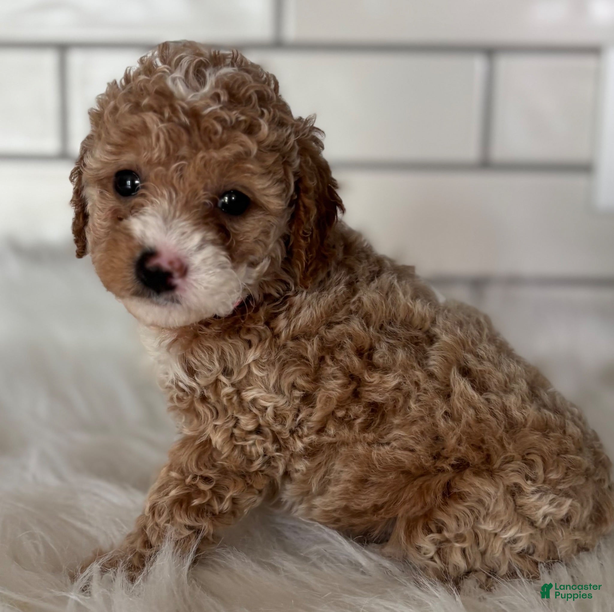 Cavapoo dogs Lilly - Ad 2