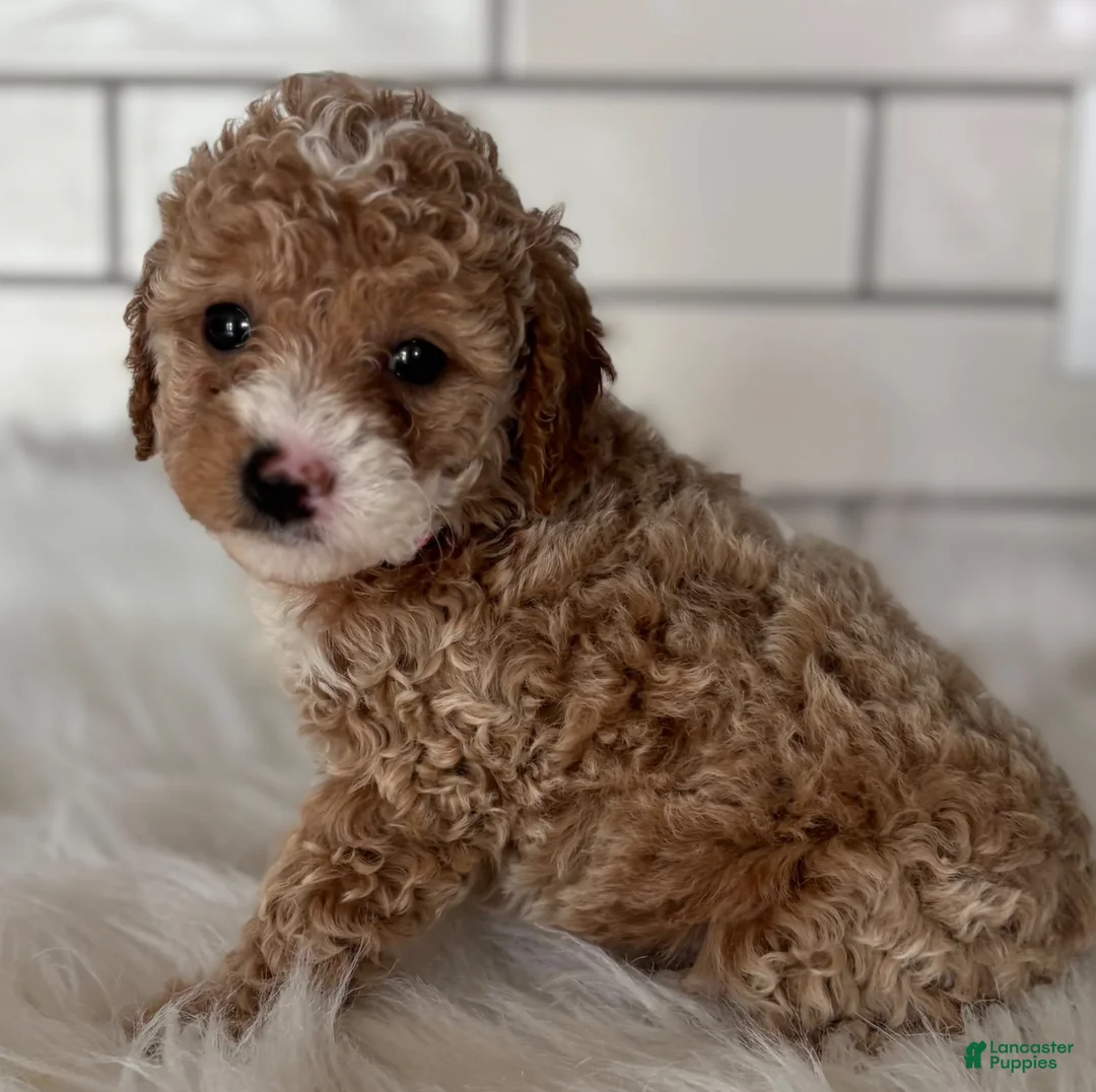 Cavapoo dogs for sale: Lilly - Ad 2