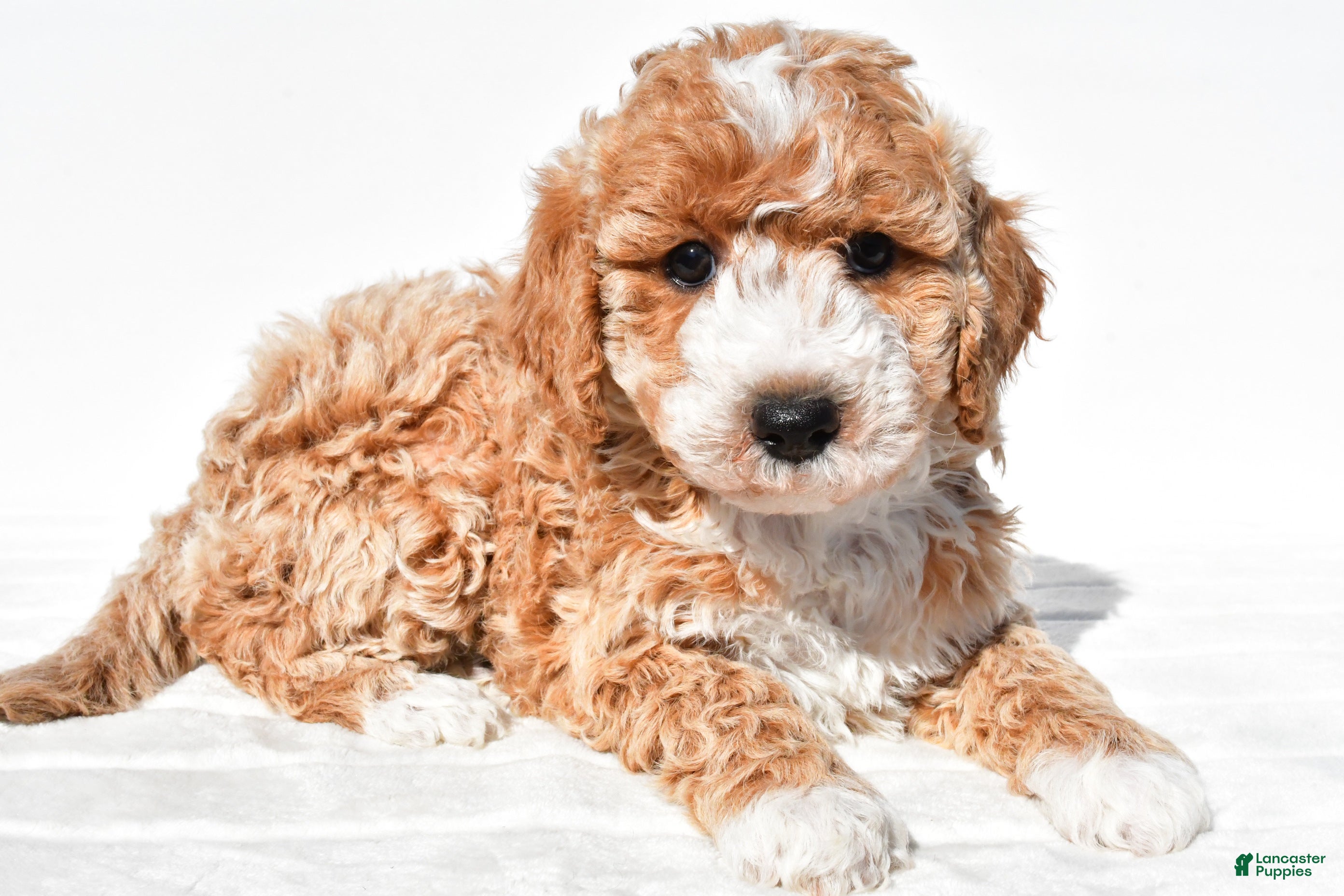 Mini Goldendoodle dogs Violet - Ad 2