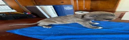 Mixed Breed dogs for sale: Mixed Breed 4 - Ad 3