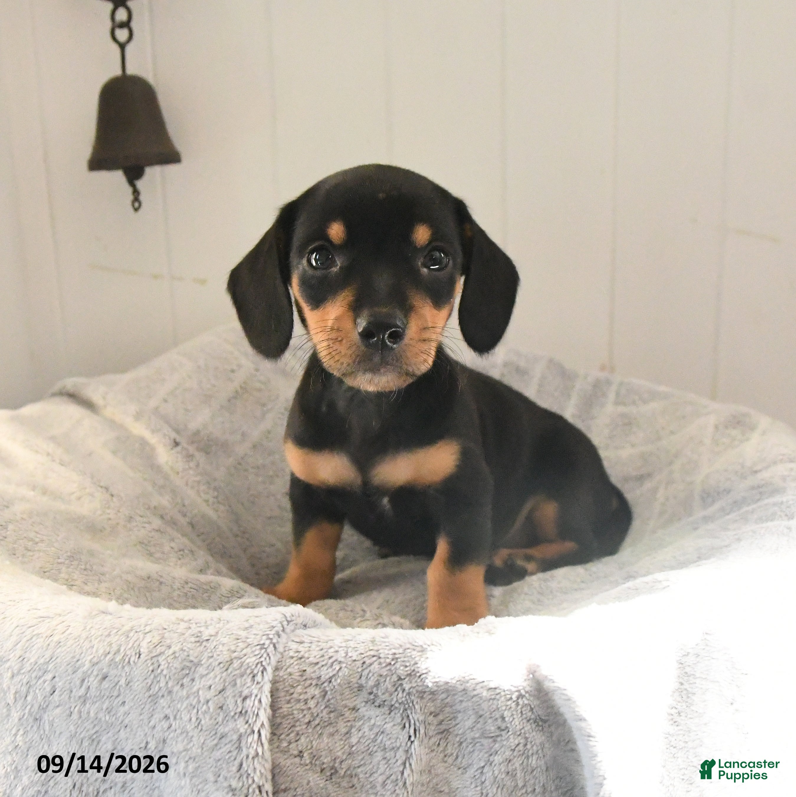 Mixed Breed dogs Odie - Ad 2