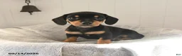 Mixed Breed dogs for sale: Odie - Ad 2