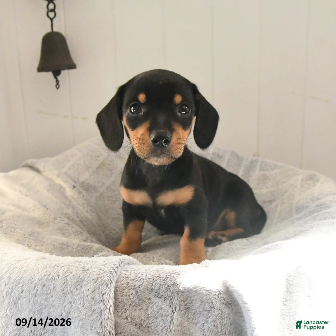 Mixed Breed dogs for sale: Odie - Ad 2